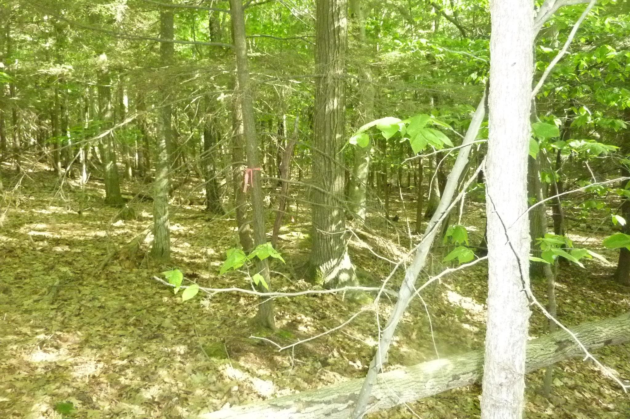 Oo Point Betsie Road Frankfort, MI 49635 - Photo 9 of 13