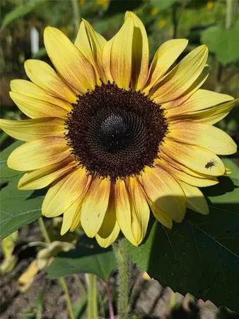 a picture of flowers