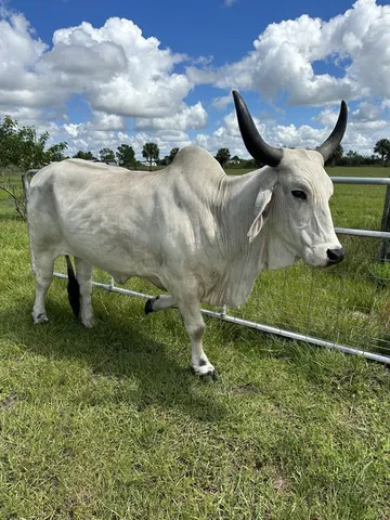 $599,900 | 0 Northwest 240th Street, Okeechobee, FL 34972