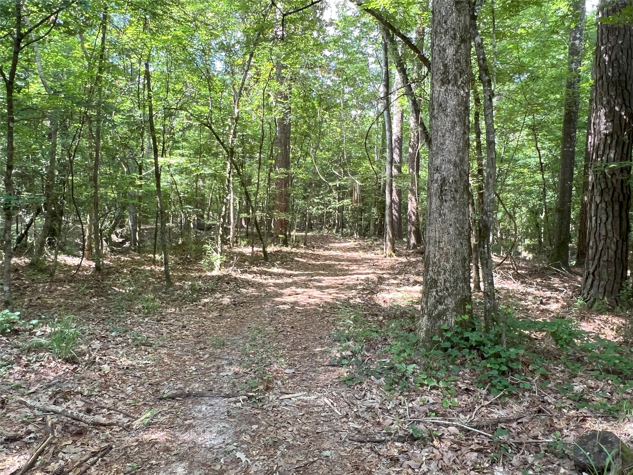 Tbd Tbd Road Livingston, TX 77351 - Photo 1 of 23 a view of outdoor space and trees