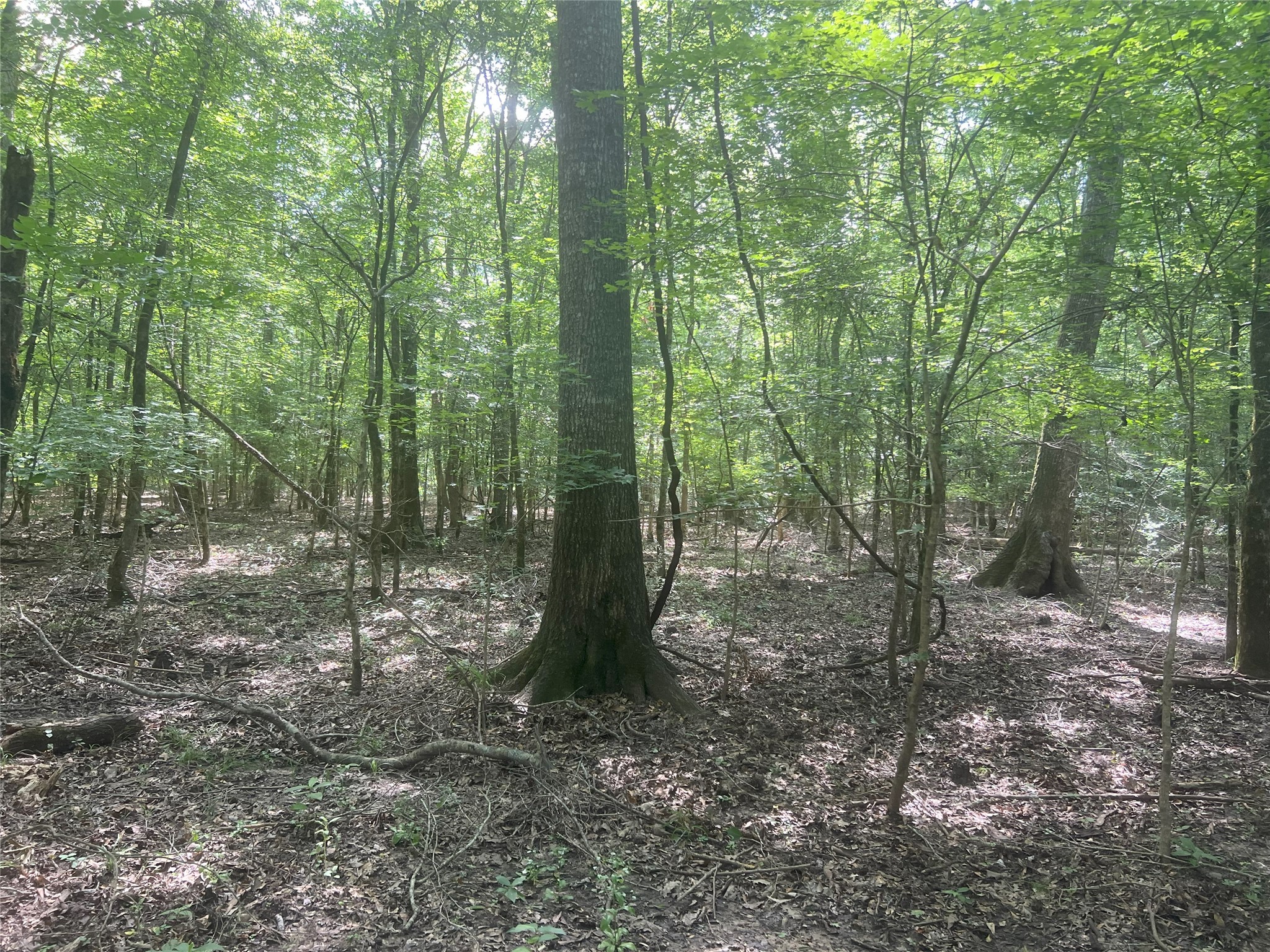 Tbd Tbd Road Livingston, TX 77351 - Photo 11 of 23 a view of a forest that has large trees