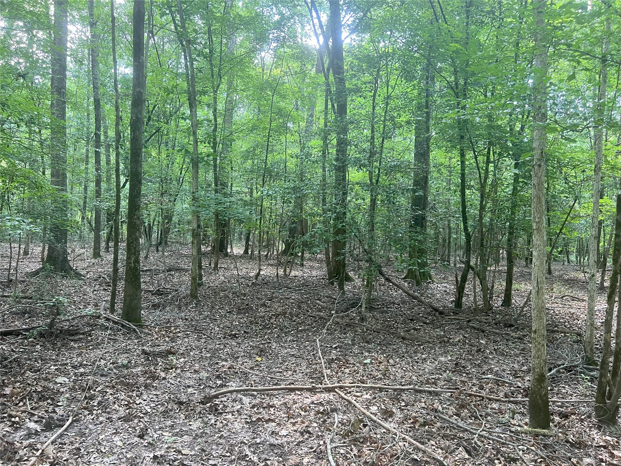 Tbd Tbd Road Livingston, TX 77351 - Photo 12 of 23 a view of a forest that has large trees