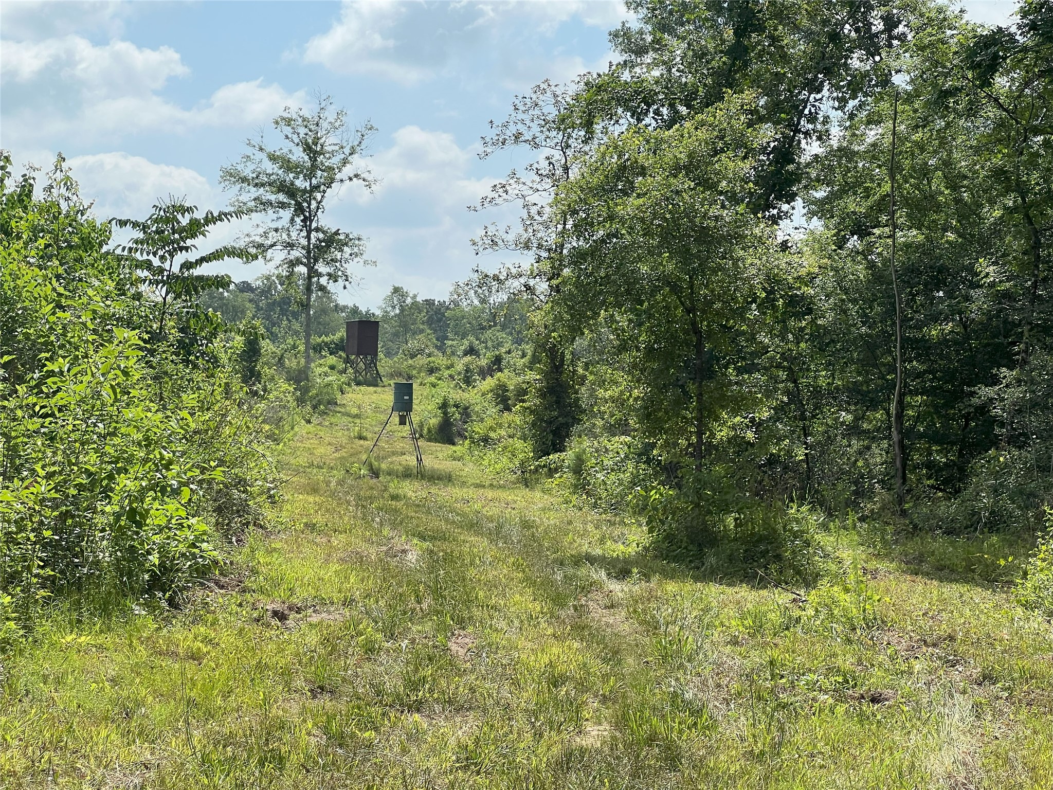 Tbd Tbd Road Livingston, TX 77351 - Photo 15 of 23 a view of a garden