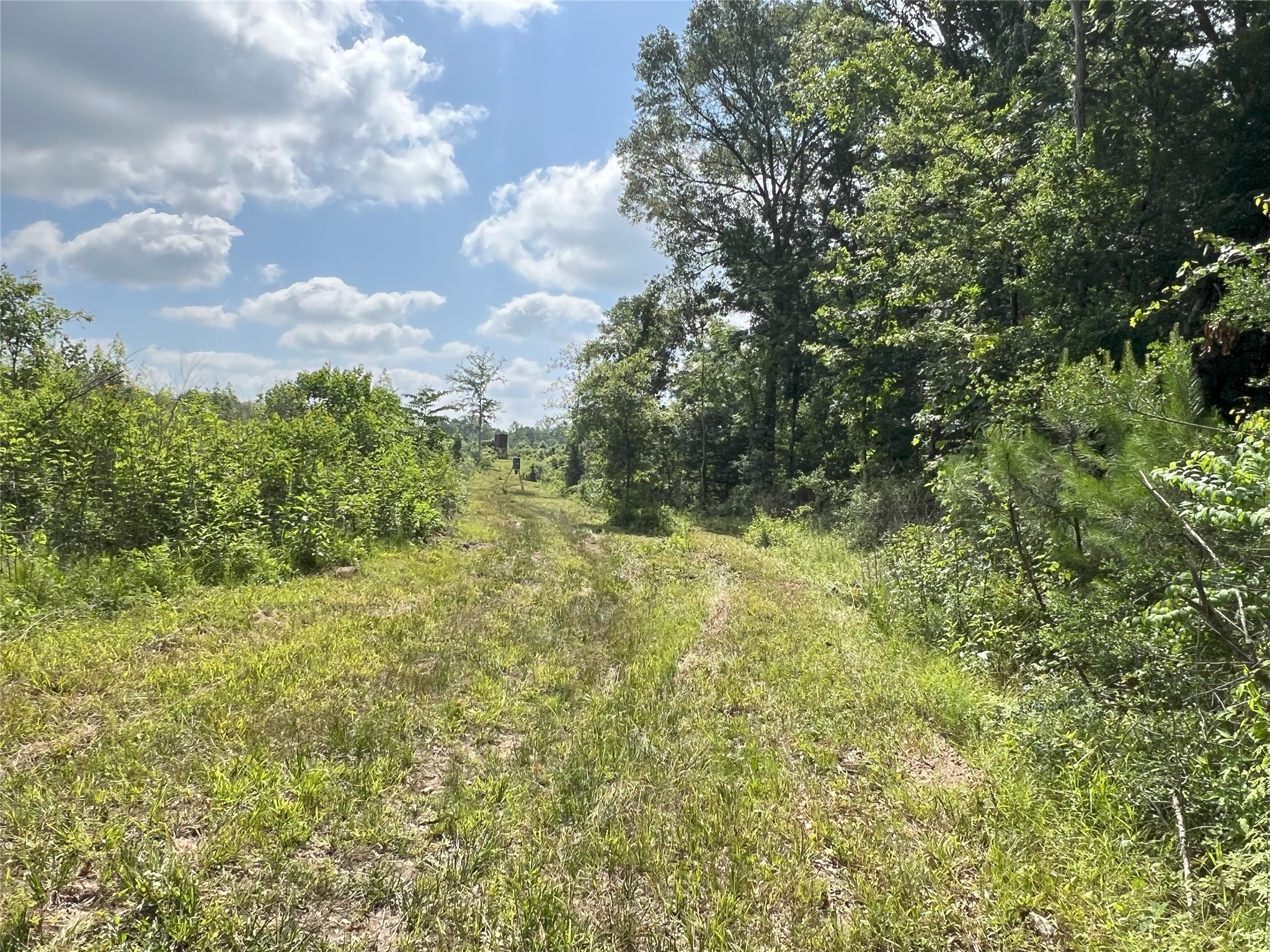 Tbd Tbd Road Livingston, TX 77351 - Photo 17 of 23