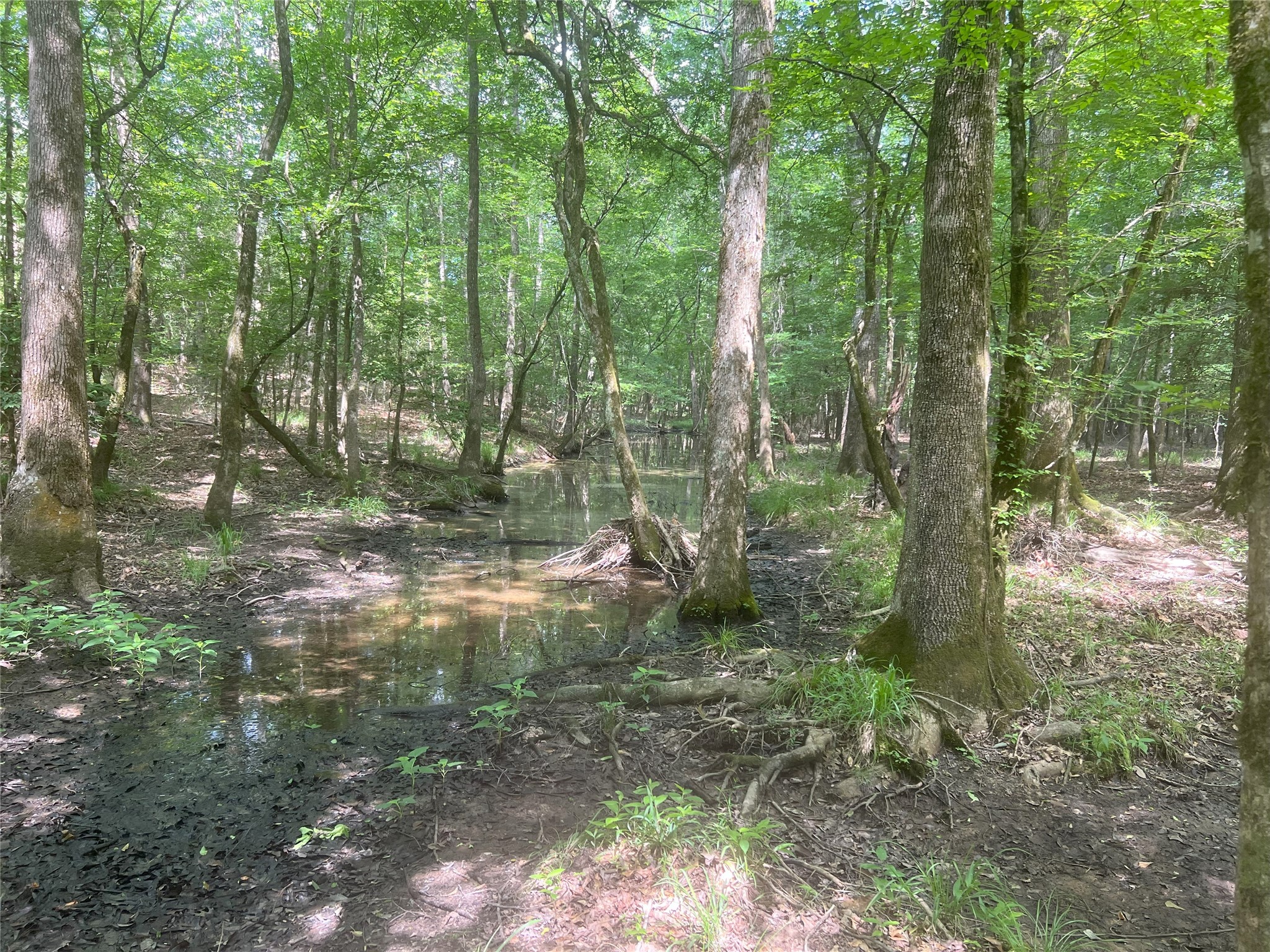 Tbd Tbd Road Livingston, TX 77351 - Photo 18 of 23 a backyard of a house with lots of green space