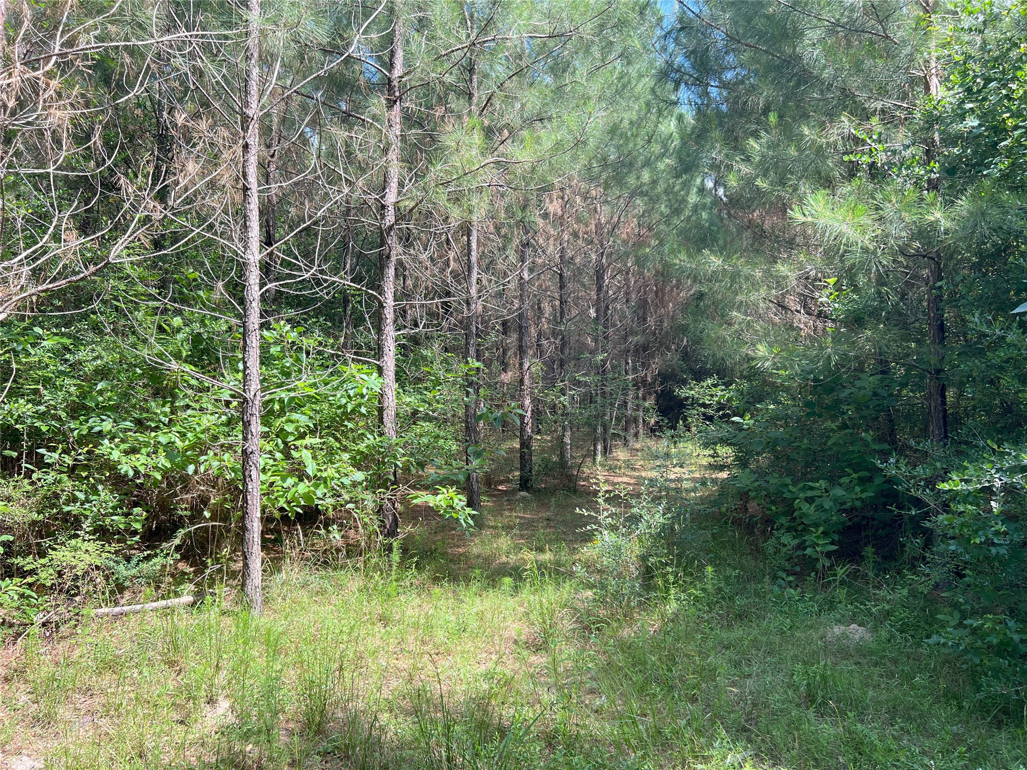 Tbd Tbd Road Livingston, TX 77351 - Photo 21 of 23 a backyard of a house with lots of green space and garden