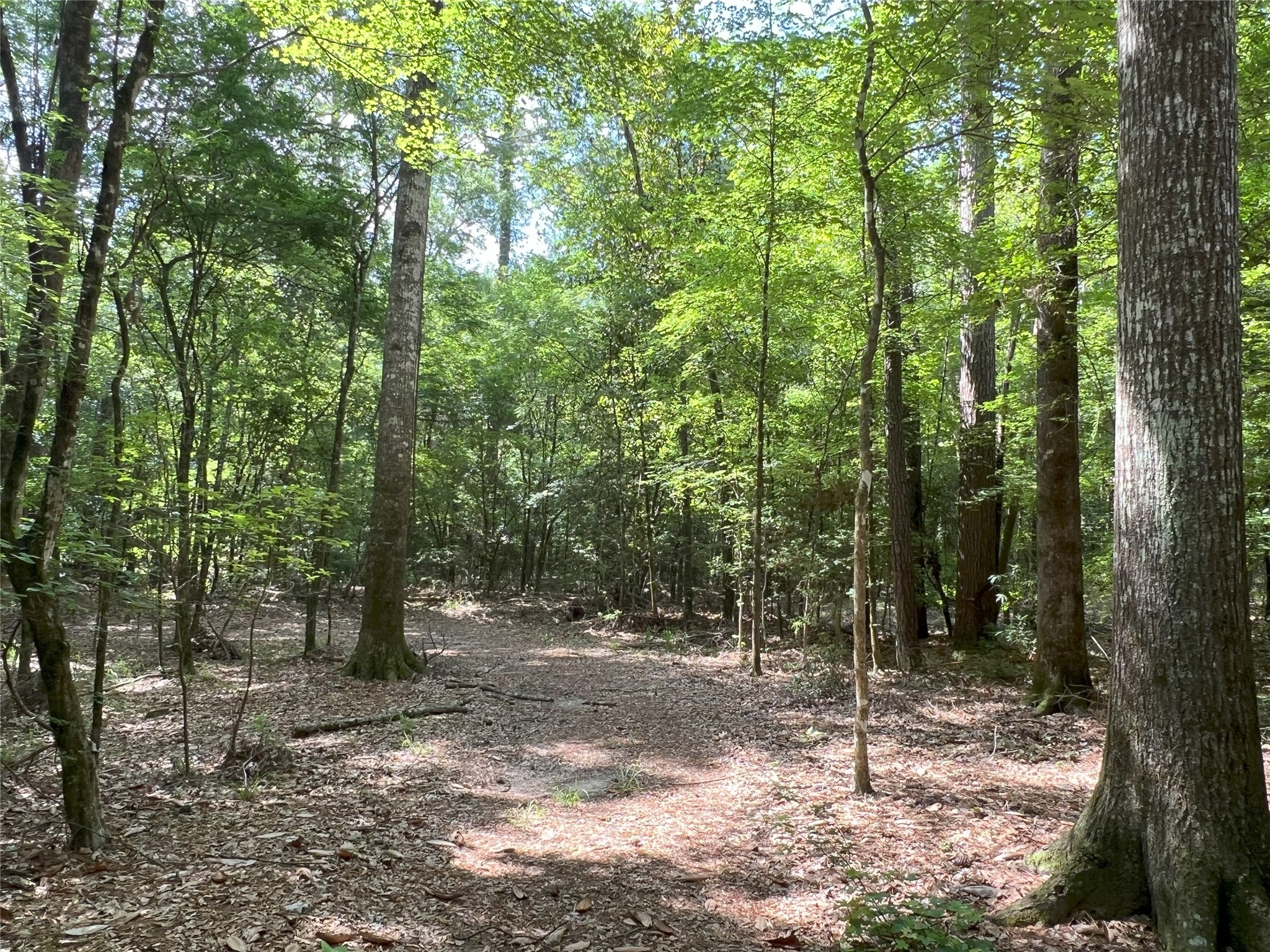 Tbd Tbd Road Livingston, TX 77351 - Photo 3 of 23 a view of a forest