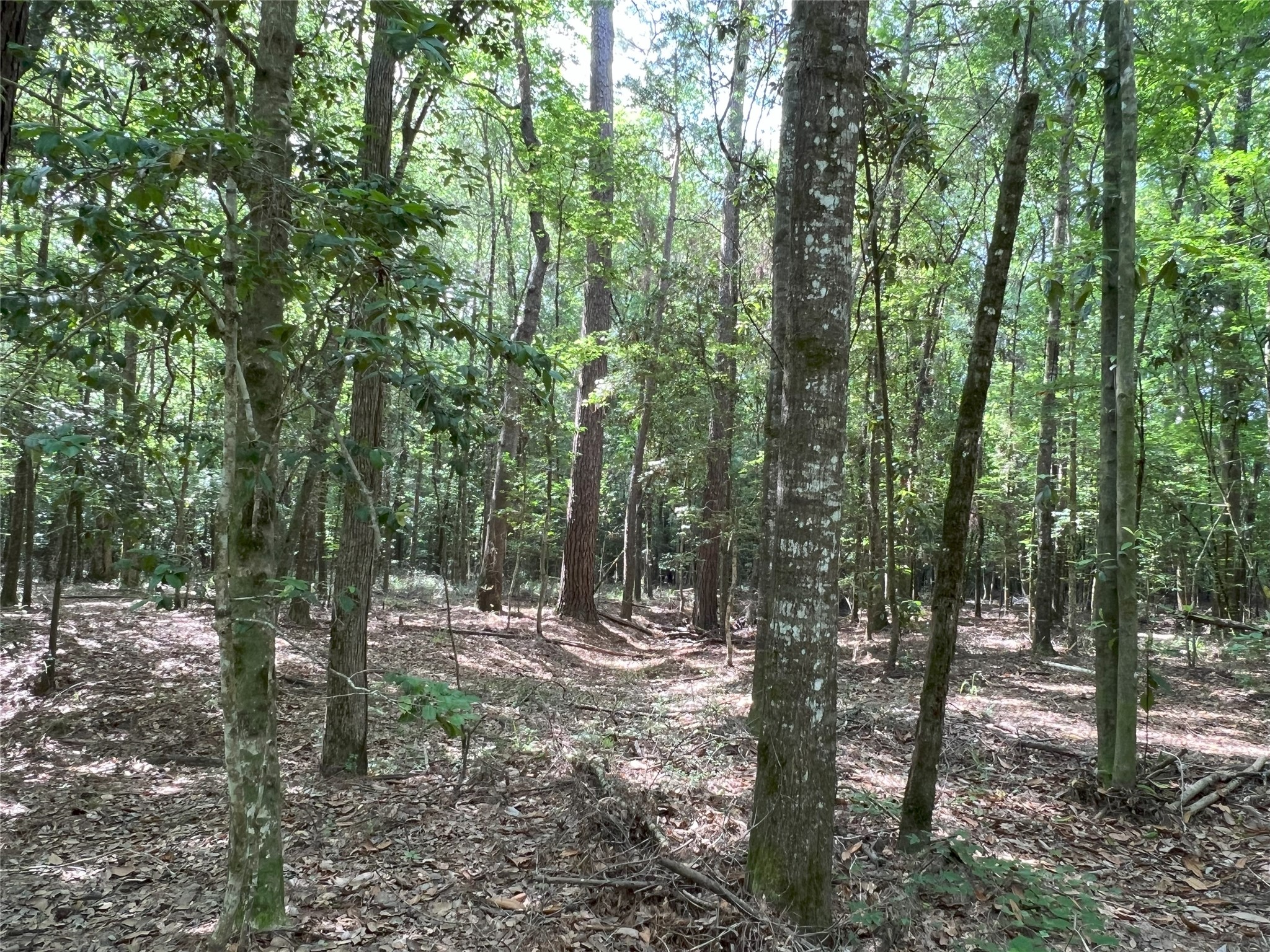 Tbd Tbd Road Livingston, TX 77351 - Photo 5 of 23 a view of outdoor space and trees
