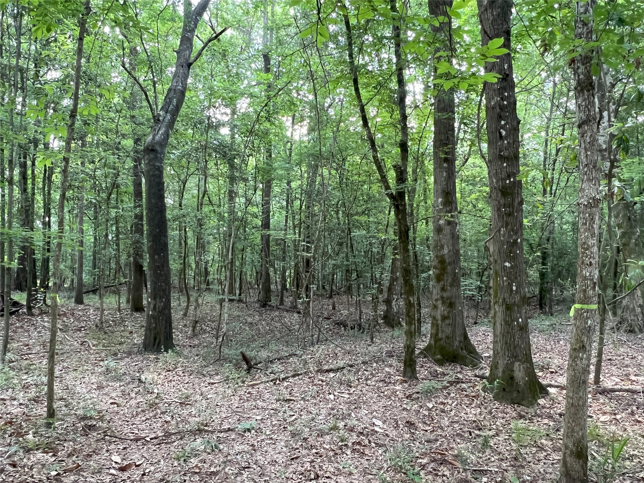 Tbd Tbd Road Livingston, TX 77351 - Photo 7 of 23 a view of a forest that has large trees