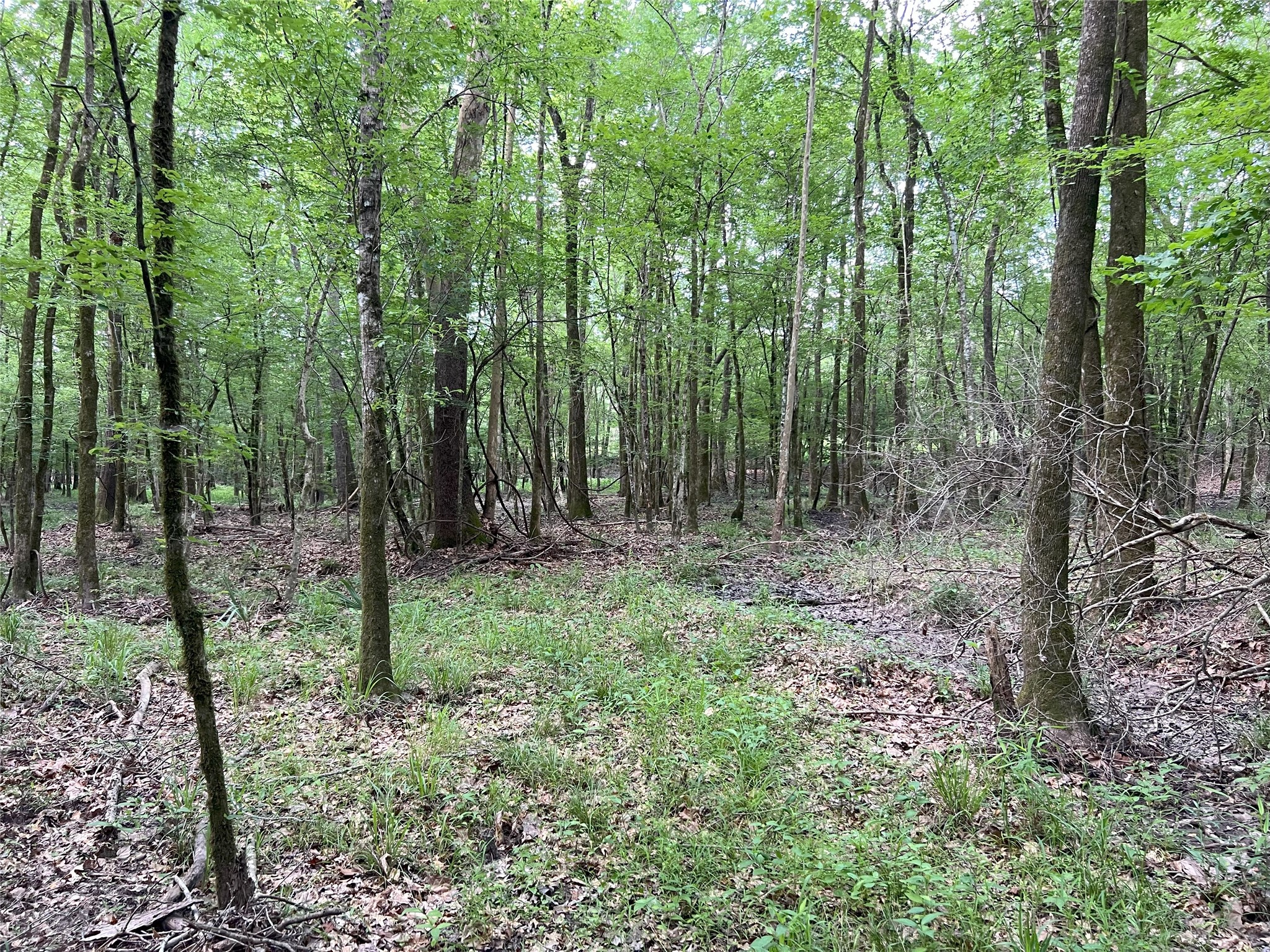 Tbd Tbd Road Livingston, TX 77351 - Photo 9 of 23 a view of forest