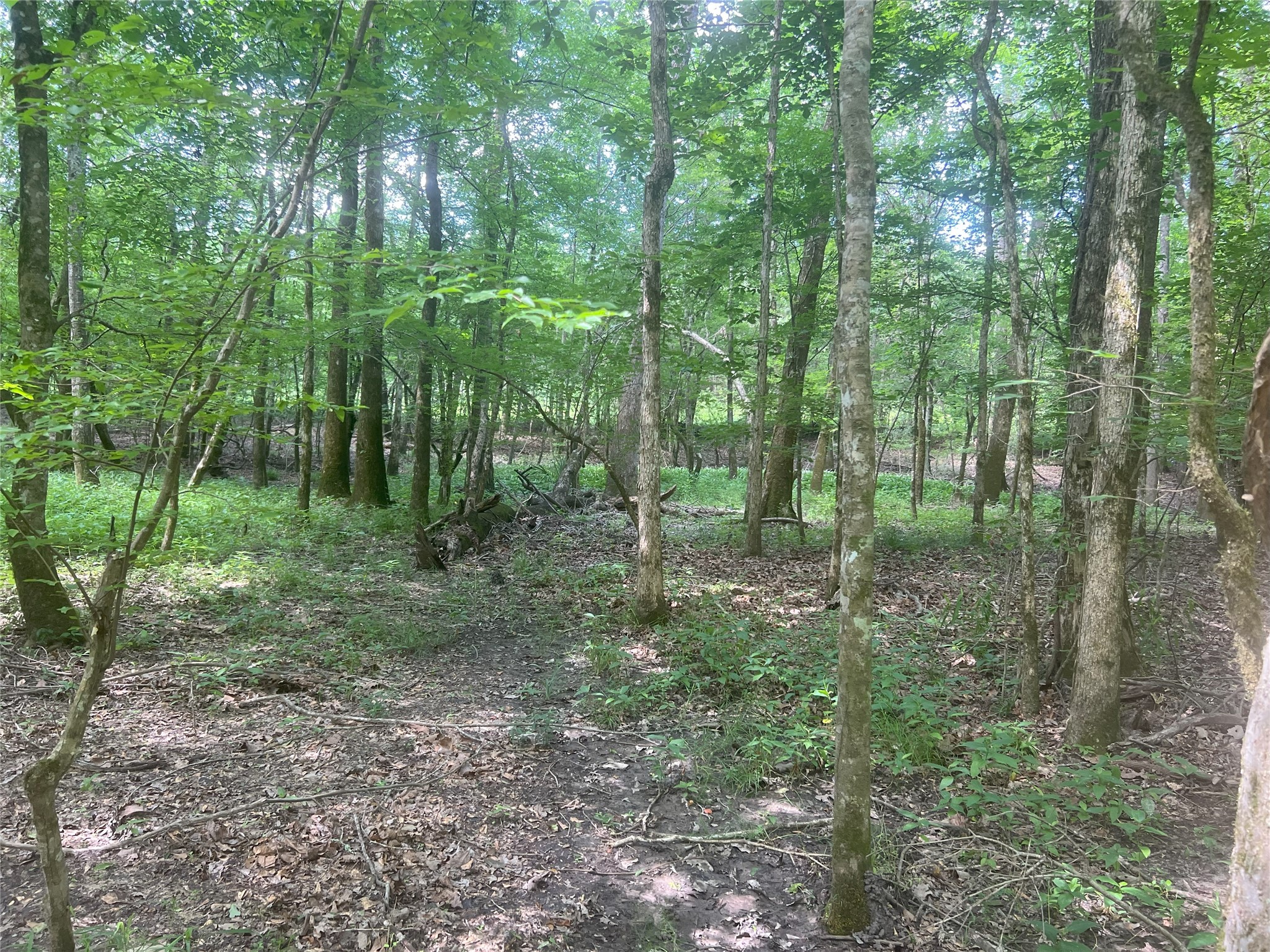 Tbd Tbd Road Livingston, TX 77351 - Photo 10 of 23 a view of outdoor space and green space