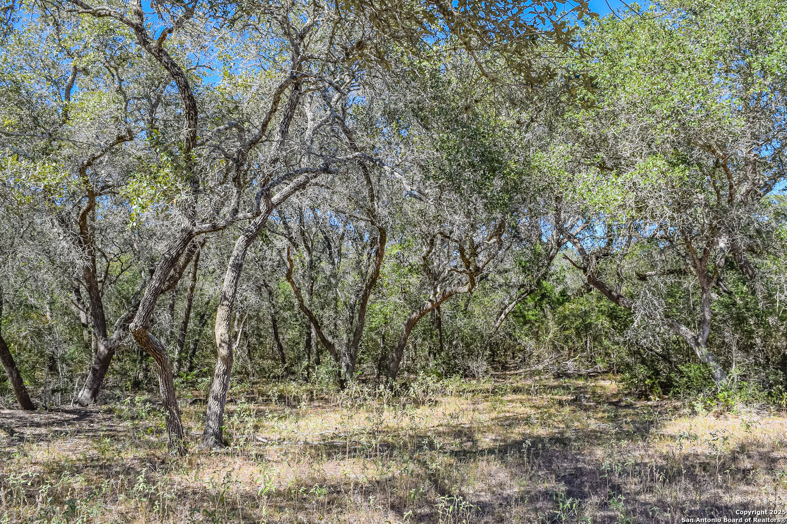 Tbd Fm 682 Yoakum, TX 77995 - Photo 24 of 68 a view of a yard