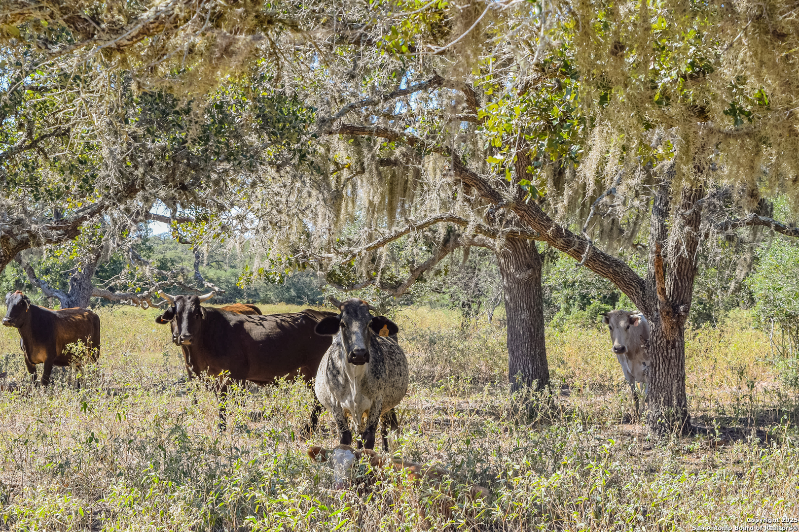 Tbd Fm 682 Yoakum, TX 77995 - Photo 25 of 68 a view of a yard in front of the house