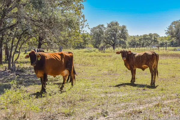 a view of a street with some trees in the background