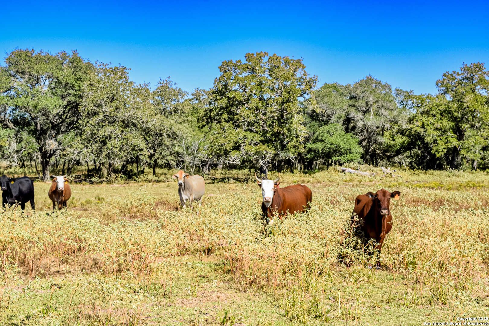 Tbd Fm 682 Yoakum, TX 77995 - Photo 3 of 68 a view of a yard