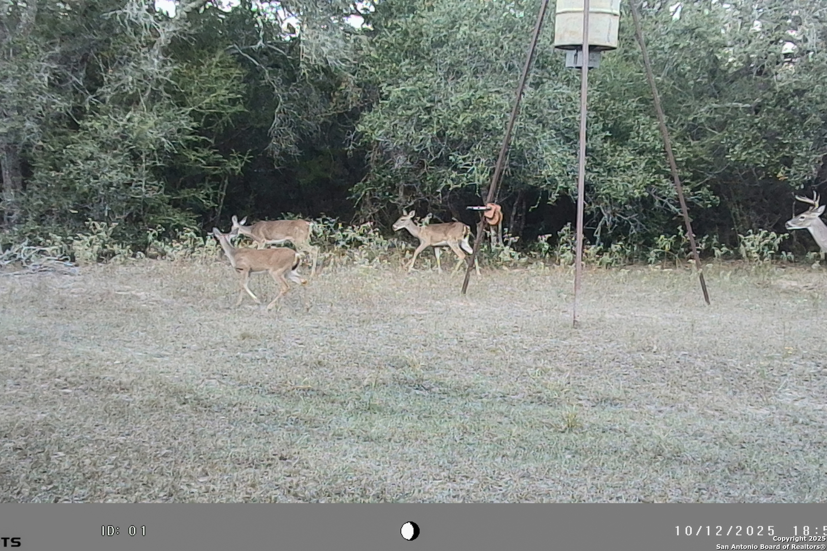 Tbd Fm 682 Yoakum, TX 77995 - Photo 49 of 68 a view of a dry yard with trees and barn in the background