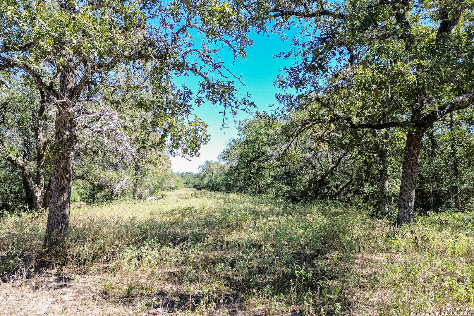 Tbd Fm 682 Yoakum, TX 77995 - Photo 55 of 68 a view of a yard with a tree