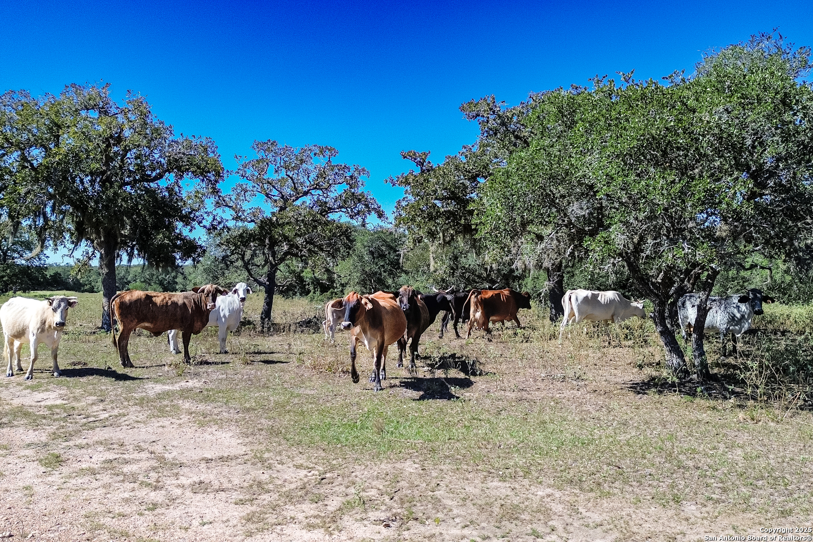 Tbd Fm 682 Yoakum, TX 77995 - Photo 63 of 68 a view of a yard with a tree