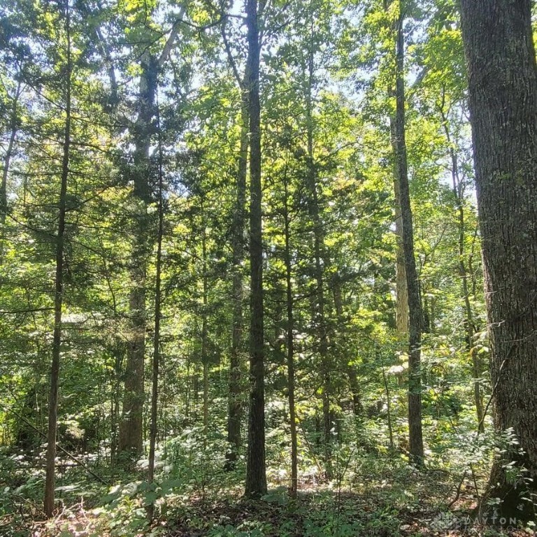 1374 Nixon Road Peebles, OH 45660 - Photo 22 of 31 pines on property