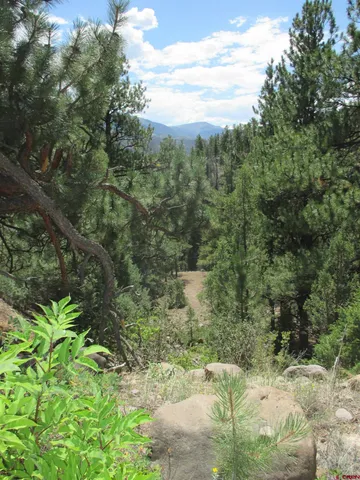 a view of a yard with a tree