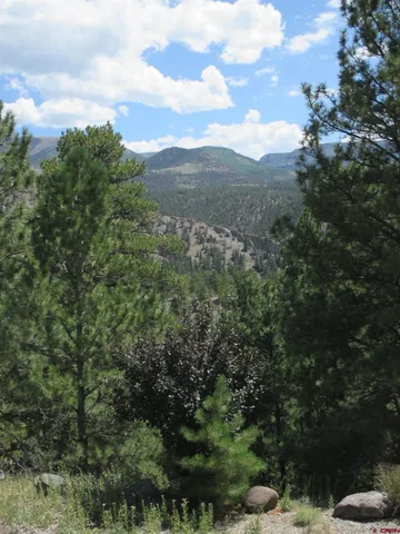 a view of a forest with trees in the background