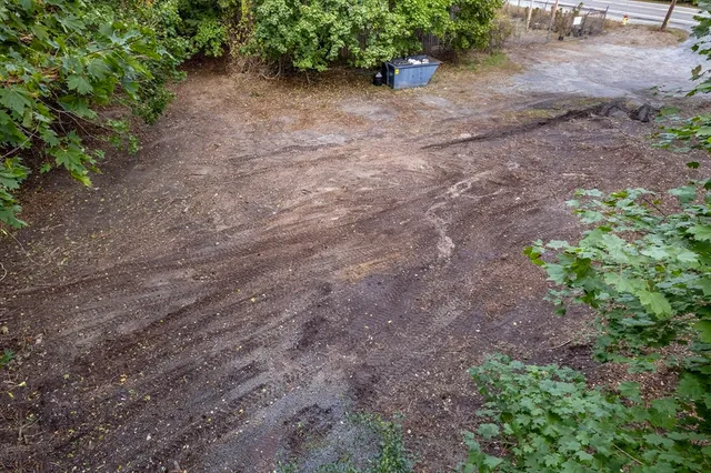 a view of a yard with plants and a tree