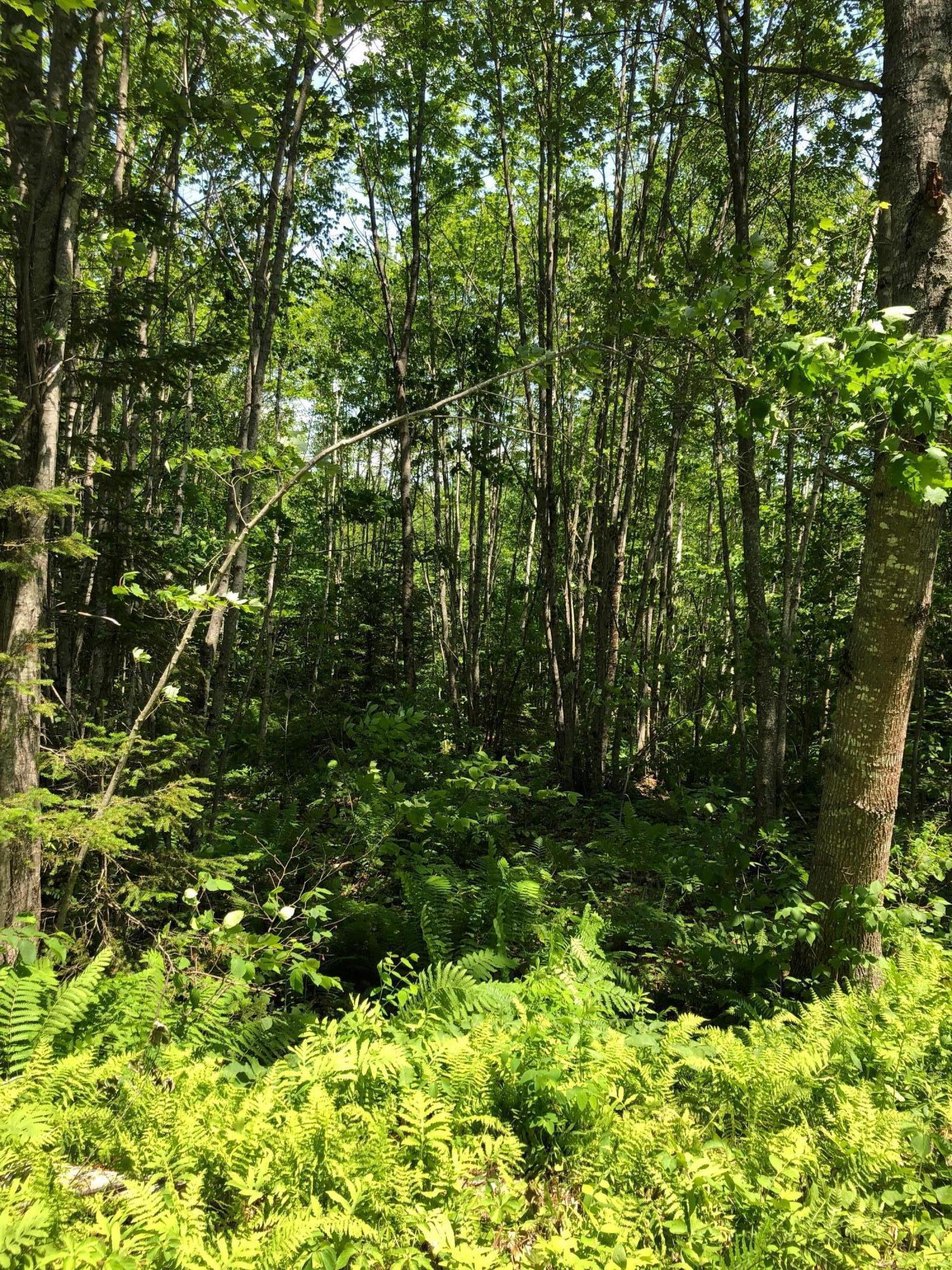 553 Castner Road Waldoboro, ME 04572 - Photo 4 of 5 IMG-1484