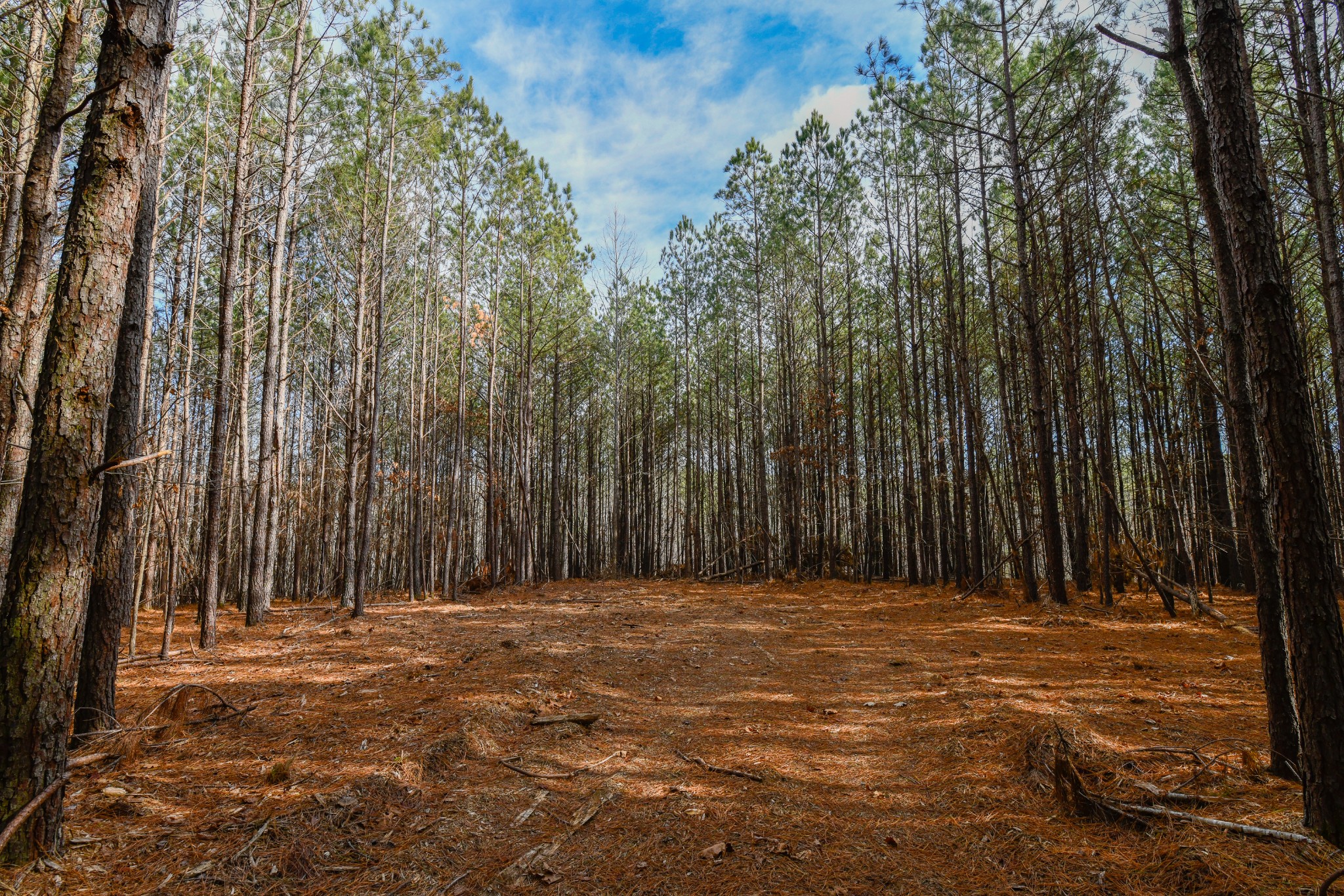 0 Brush Creek Road Hohenwald, TN 38462 - Photo 2 of 9 a view of a yard with trees