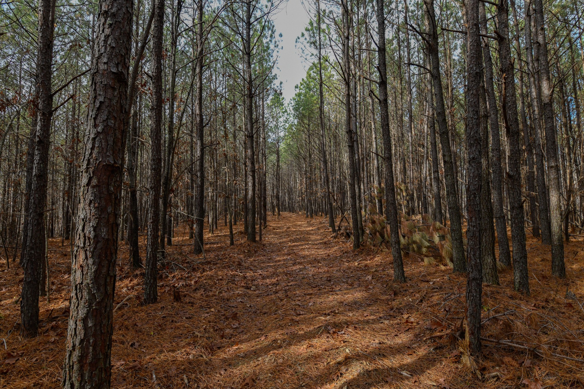 0 Brush Creek Road Hohenwald, TN 38462 - Photo 3 of 9 a view of backyard with green space