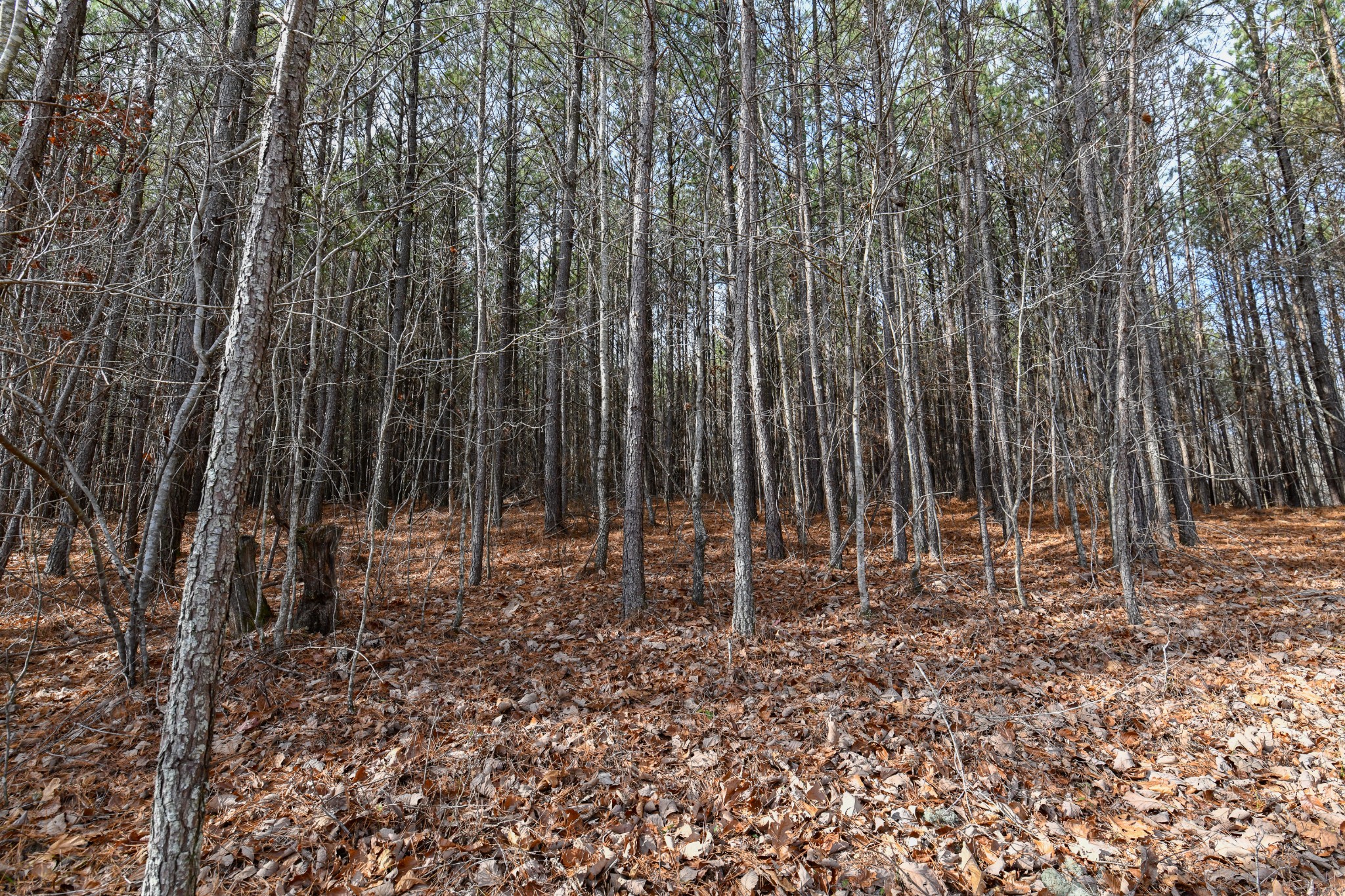 0 Brush Creek Road Hohenwald, TN 38462 - Photo 4 of 9 a view of outdoor space with green space