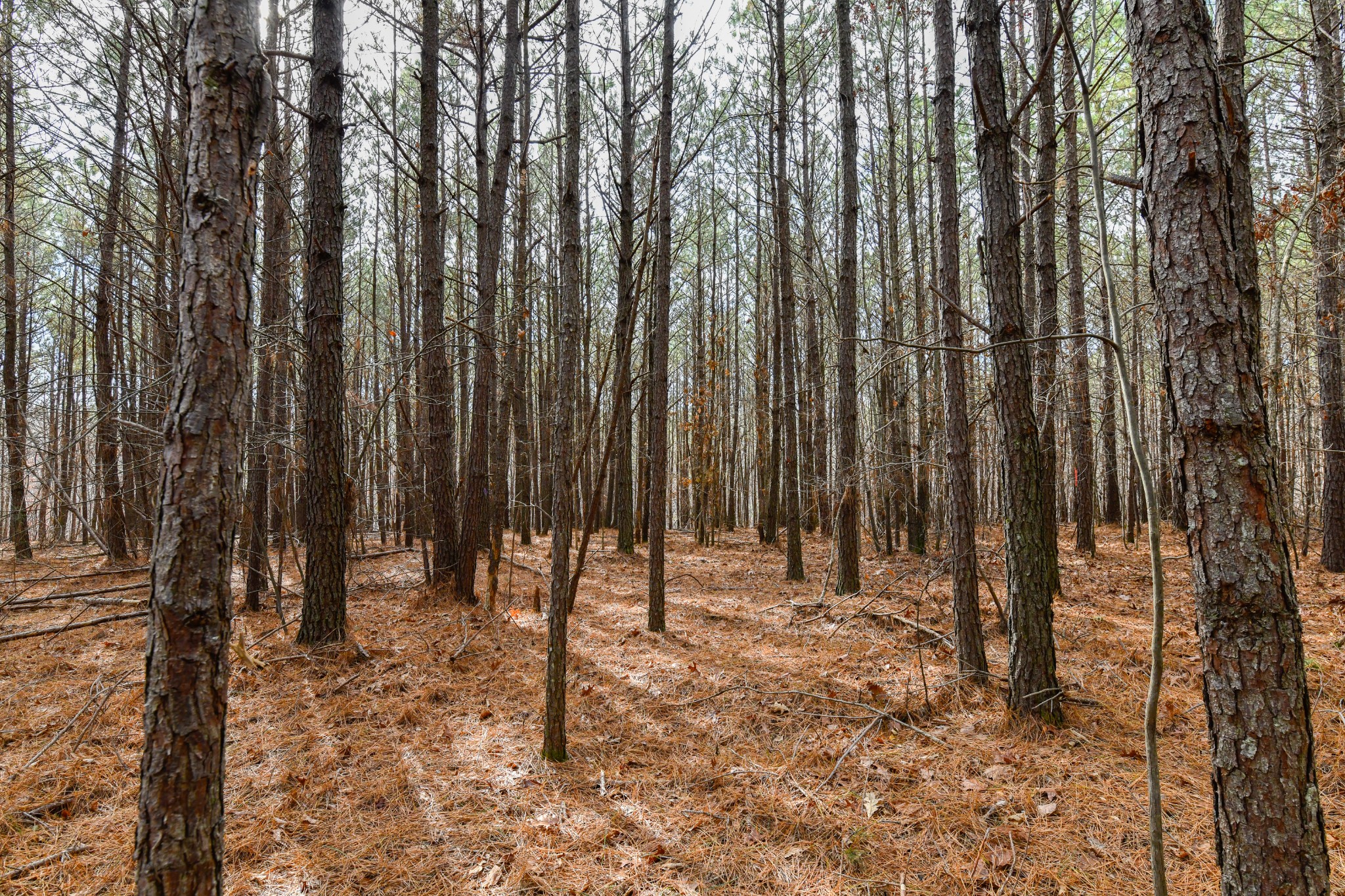 0 Brush Creek Road Hohenwald, TN 38462 - Photo 5 of 9 a view of wooden fence with trees
