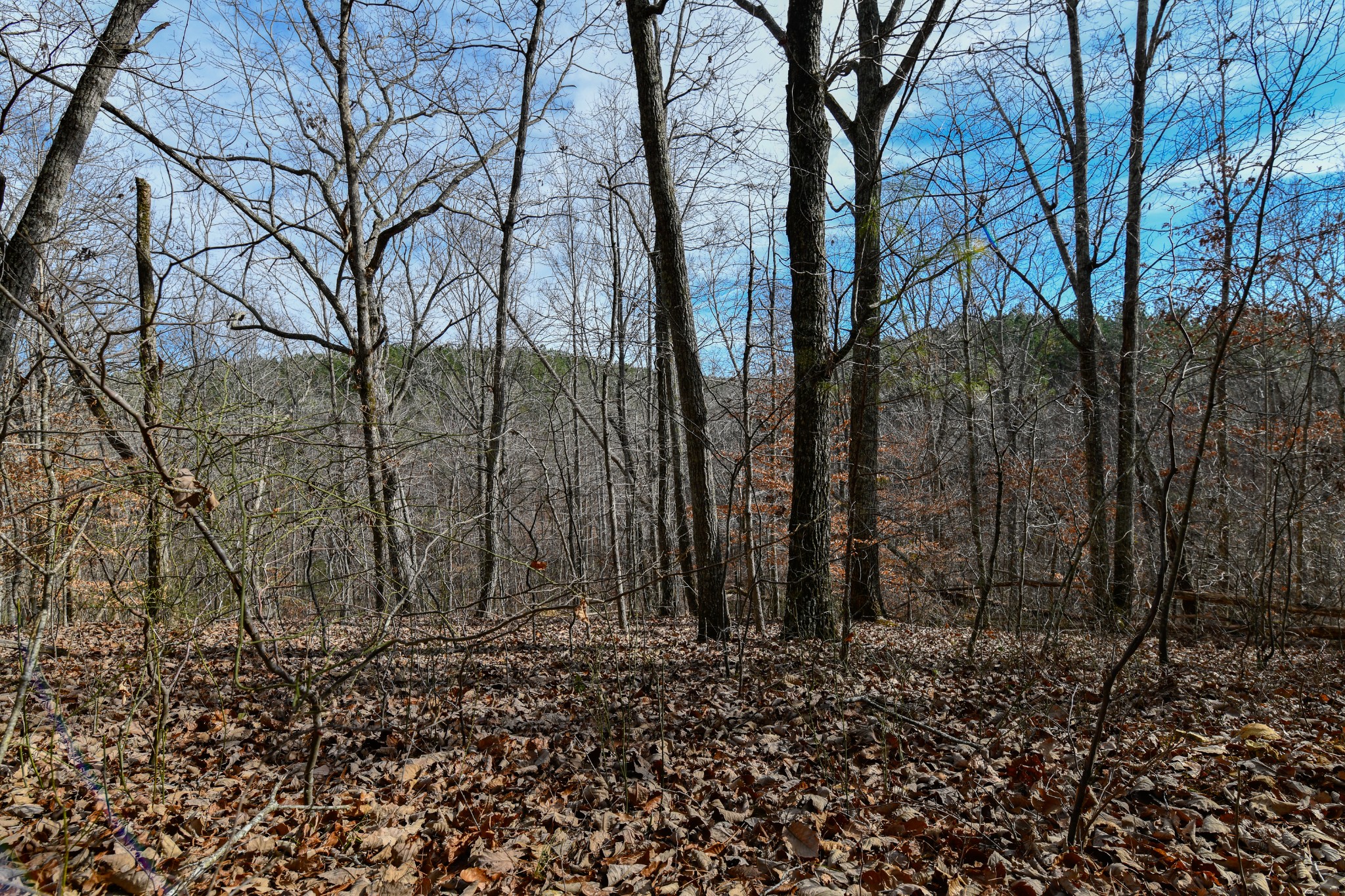 0 Brush Creek Road Hohenwald, TN 38462 - Photo 7 of 9 a backyard of a house with lots of green space