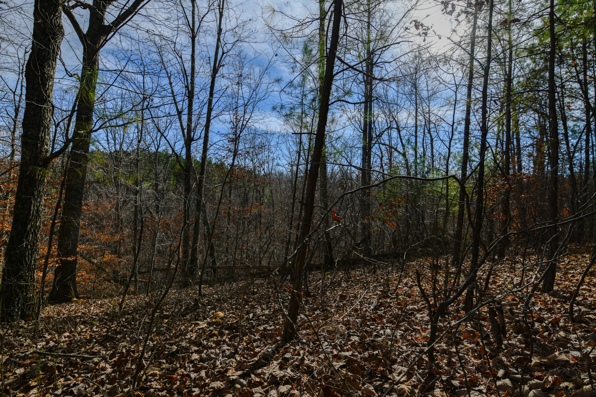 0 Brush Creek Road Hohenwald, TN 38462 - Photo 8 of 9 a backyard of a house with lots of green space