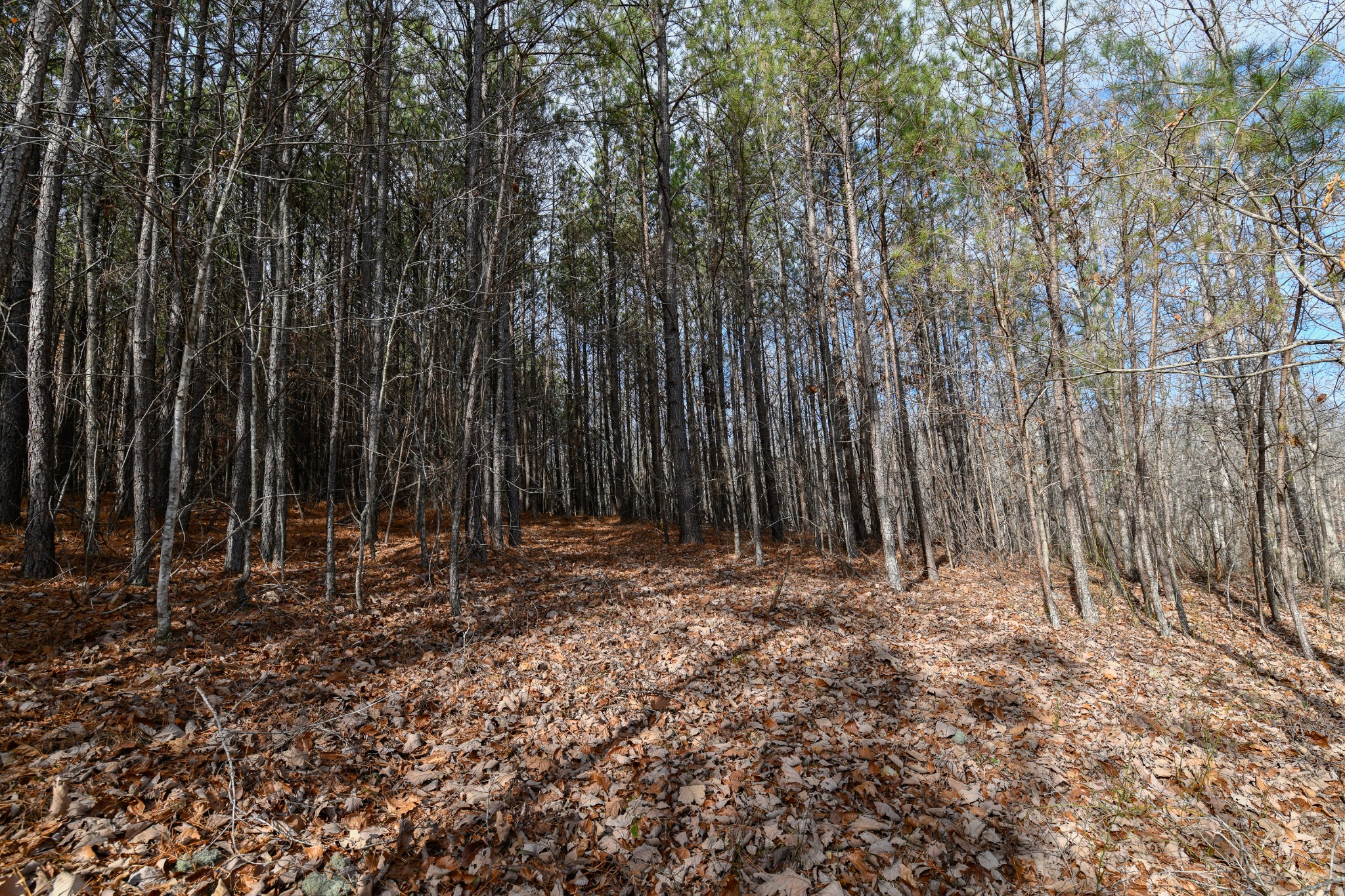0 Brush Creek Road Hohenwald, TN 38462 - Photo 9 of 9 a view of outdoor space with lots of trees