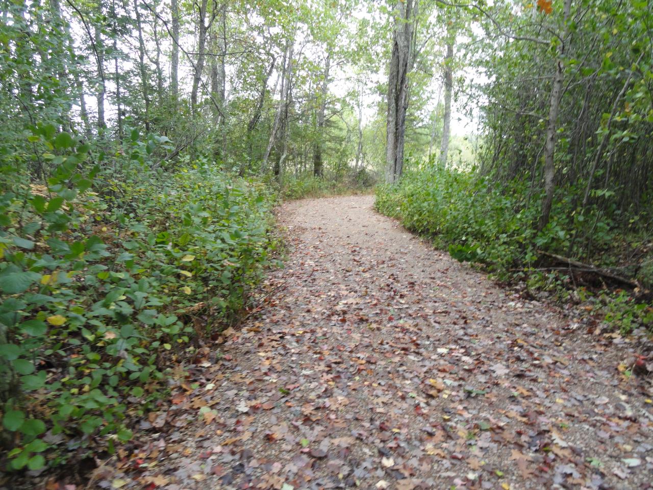 Lot 16 Pfeifer Road Tomahawk, WI 54487 - Photo 7 of 24 Gallery Image 7