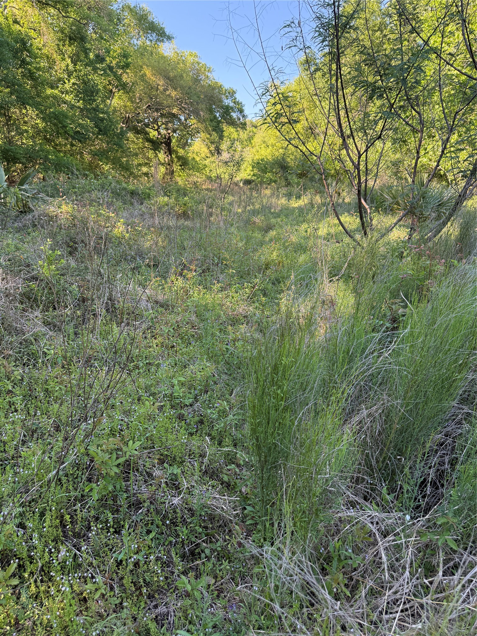 281 Rd Sargent Tx 77414 Road Sargent, TX 77414 - Photo 16 of 23 a view of a yard