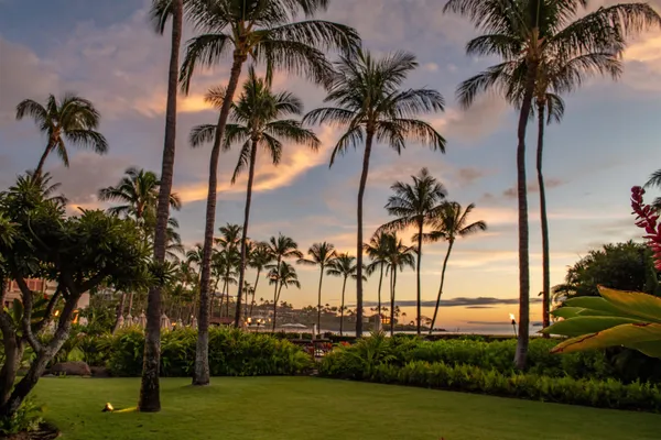 a view of three palm trees