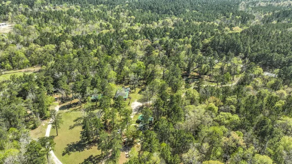a view of a lush green forest