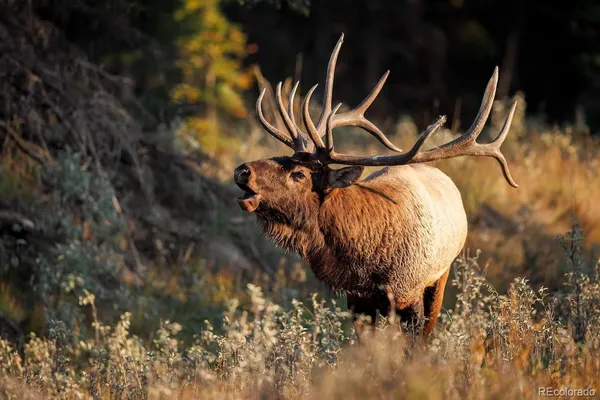 $129,000 | 3025 Yucca Drive, Evergreen, CO 80439