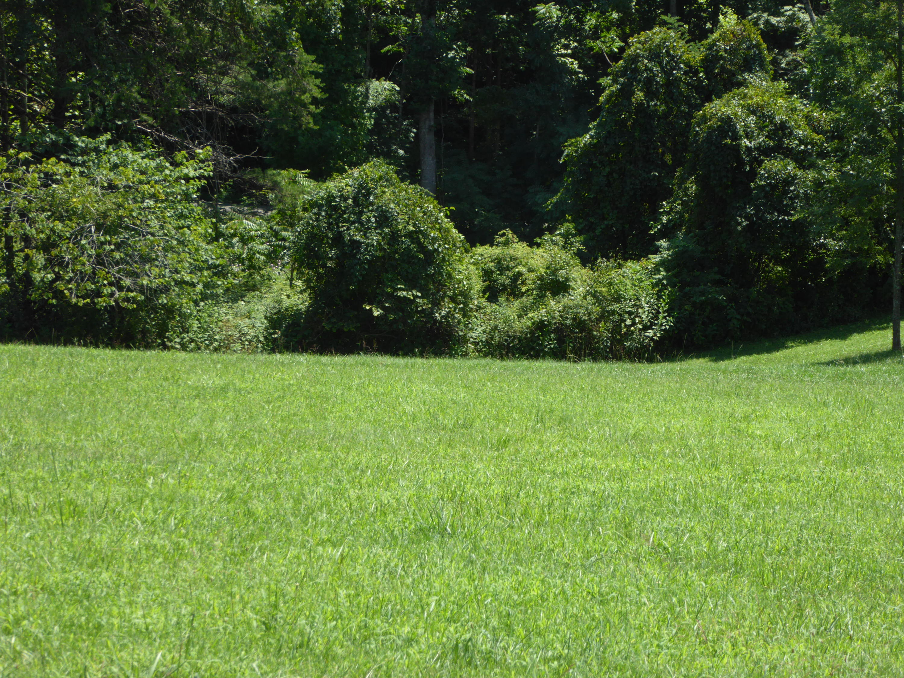 500 Hurds Branch Road Ferrum, VA 24088 - Photo 49 of 60 a view of yard with green space