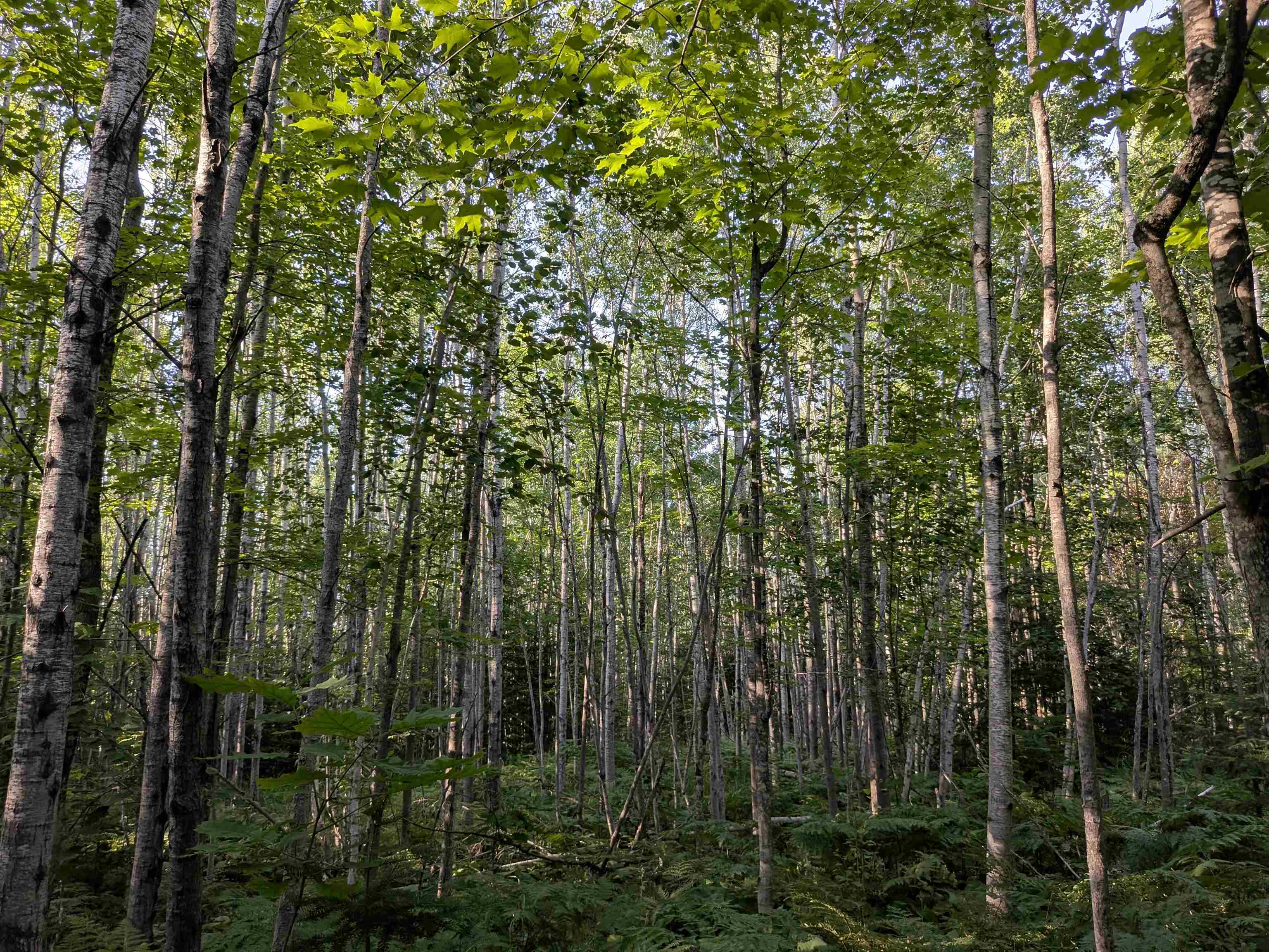 13 State Highway 13 Port Wing, WI 54865 - Photo 11 of 13 View of wooded area