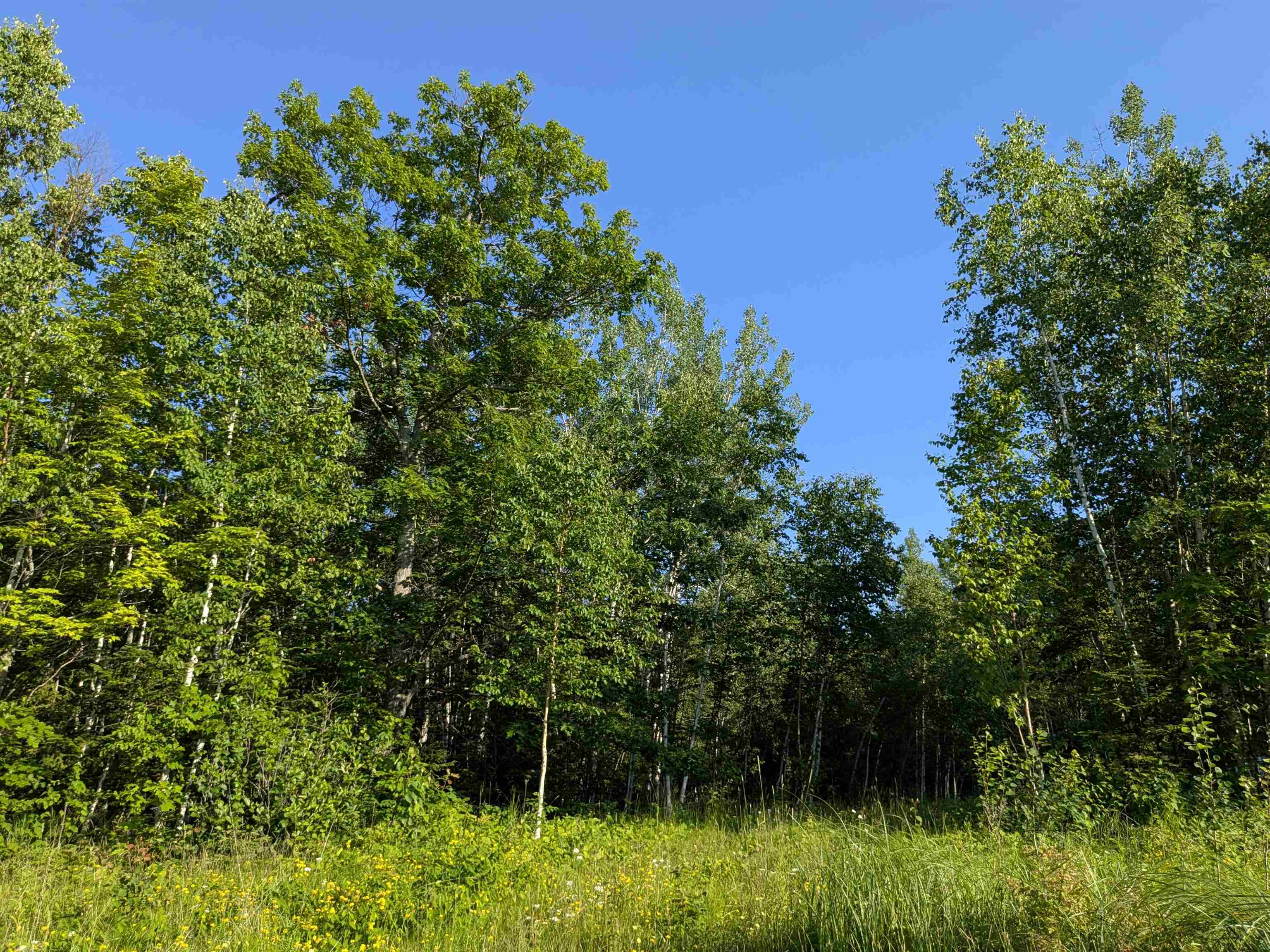 13 State Highway 13 Port Wing, WI 54865 - Photo 13 of 13 View of woods
