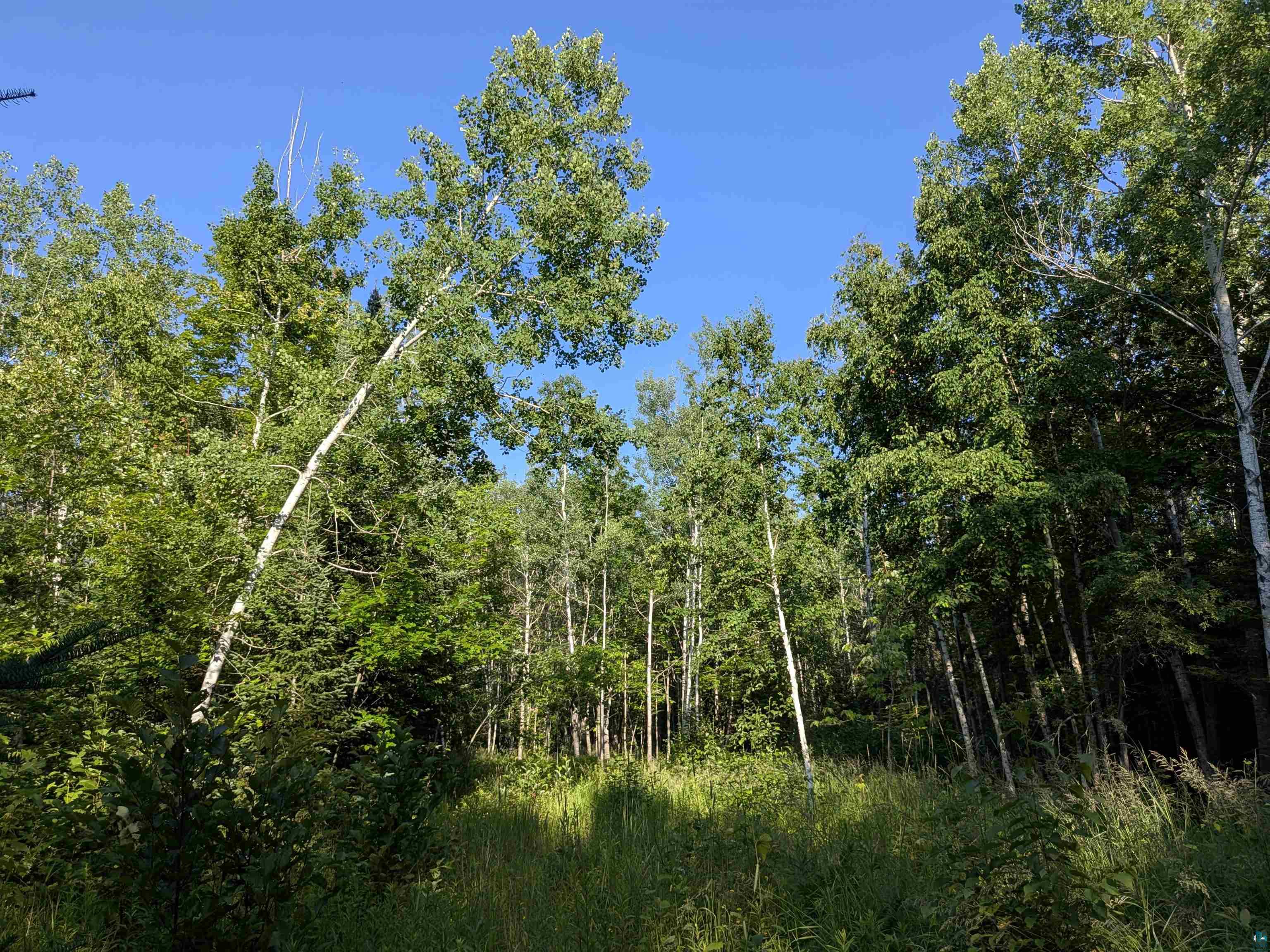13 State Highway 13 Port Wing, WI 54865 - Photo 6 of 13 View of wooded area