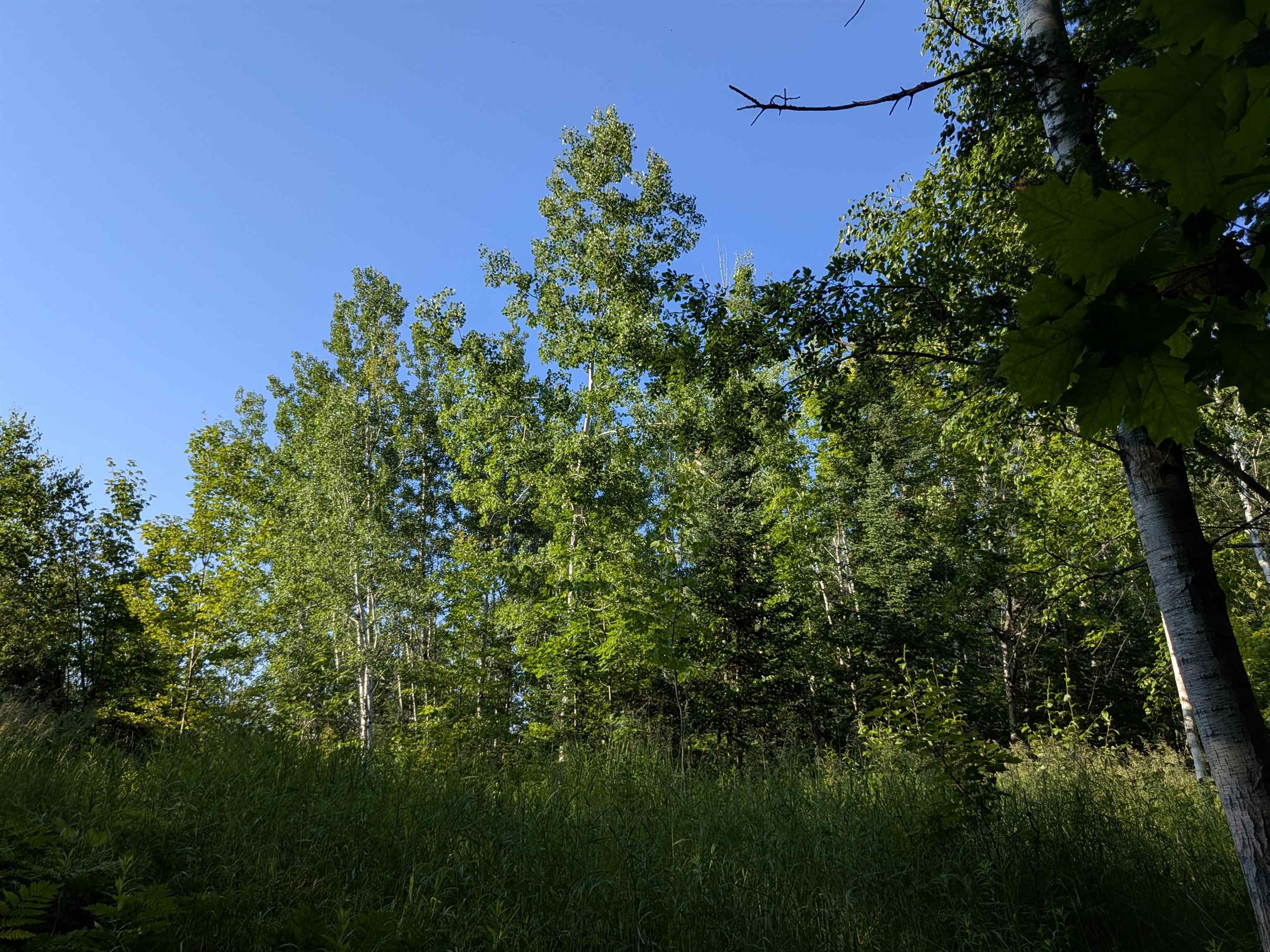 13 State Highway 13 Port Wing, WI 54865 - Photo 7 of 13 View of local wilderness