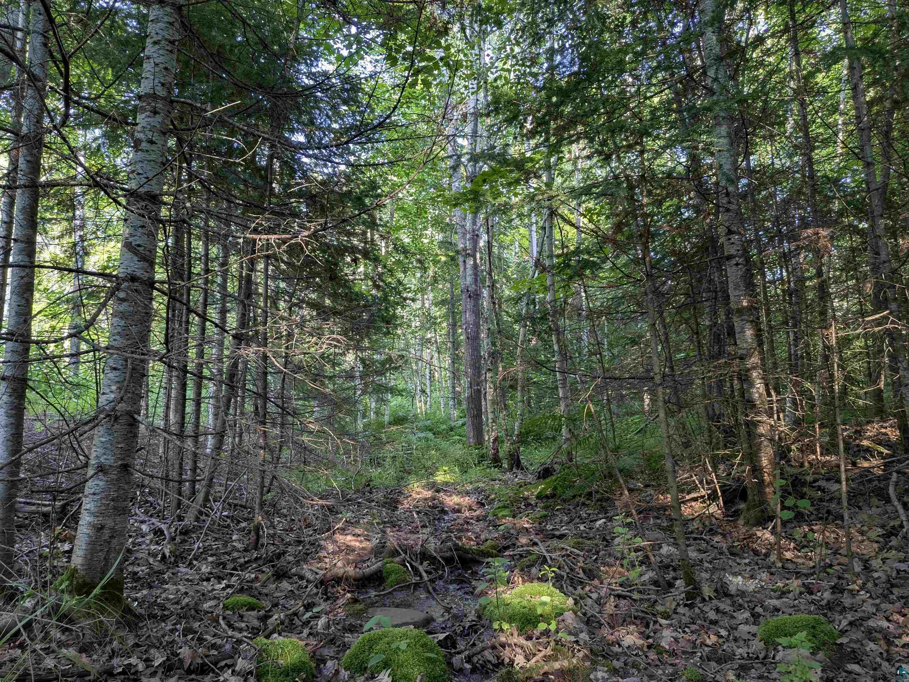 13 State Highway 13 Port Wing, WI 54865 - Photo 8 of 13 View of wooded area