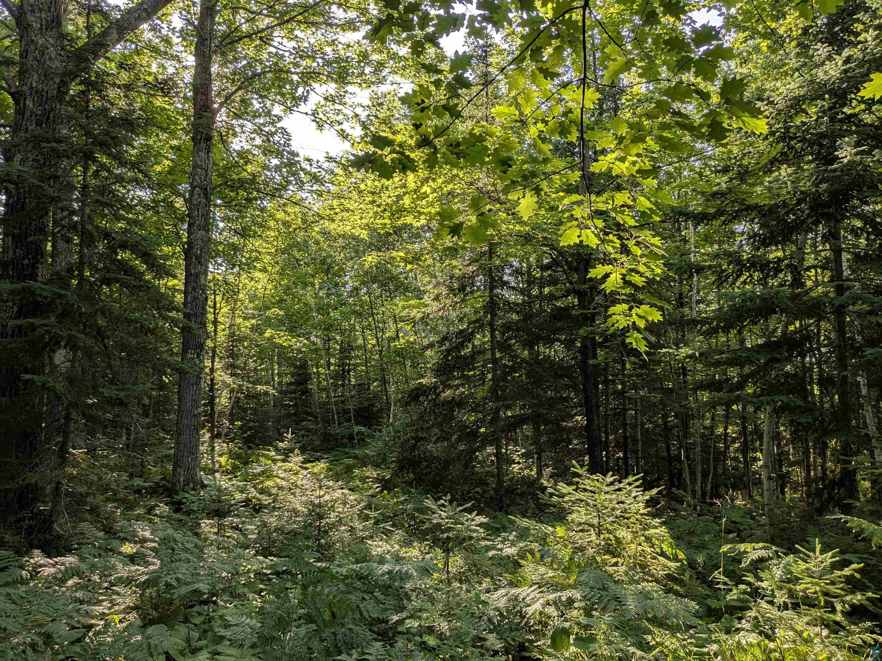 13 State Highway 13 Port Wing, WI 54865 - Photo 9 of 13 View of tree filled area