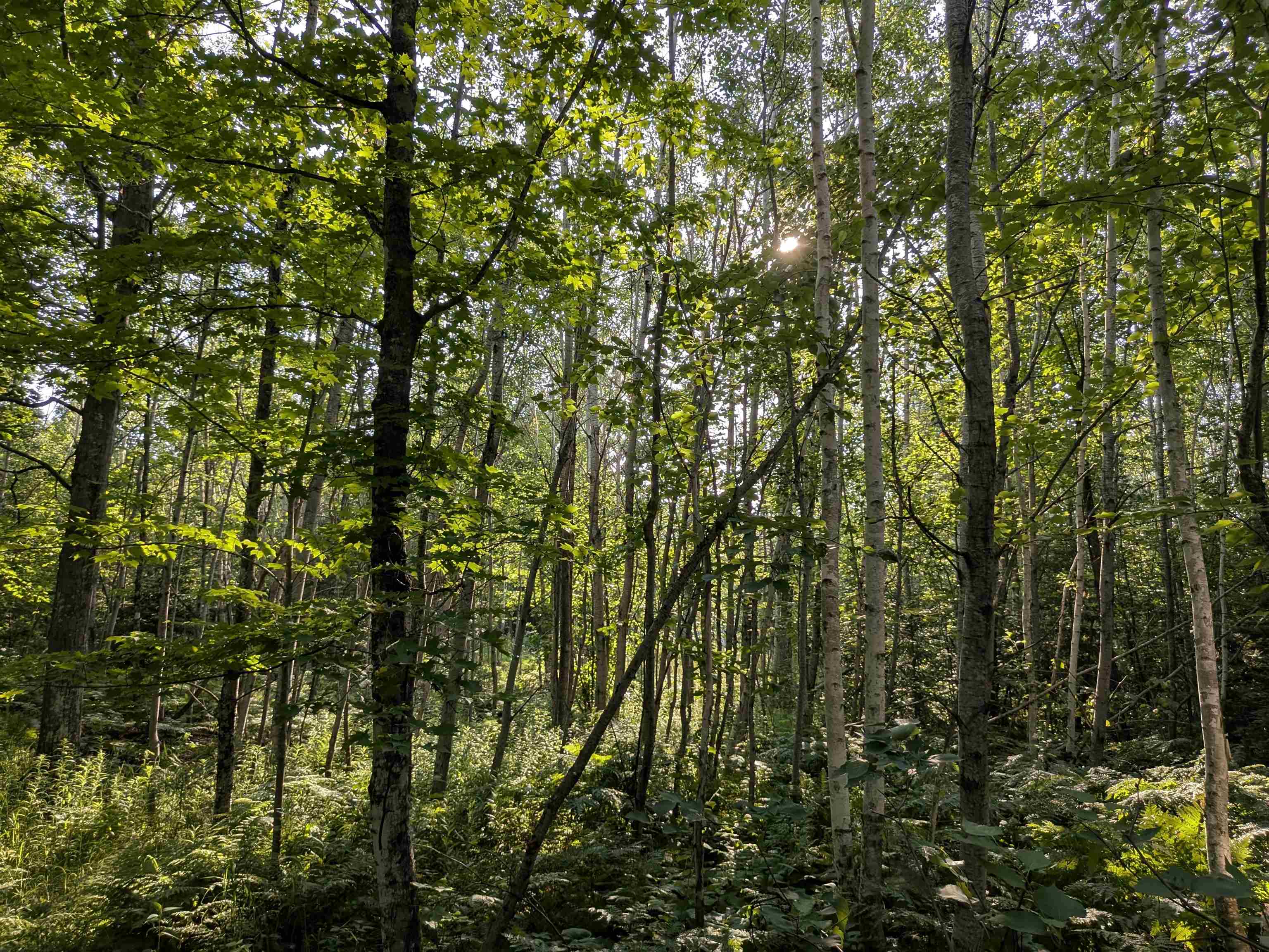 13 State Highway 13 Port Wing, WI 54865 - Photo 10 of 13 View of woods