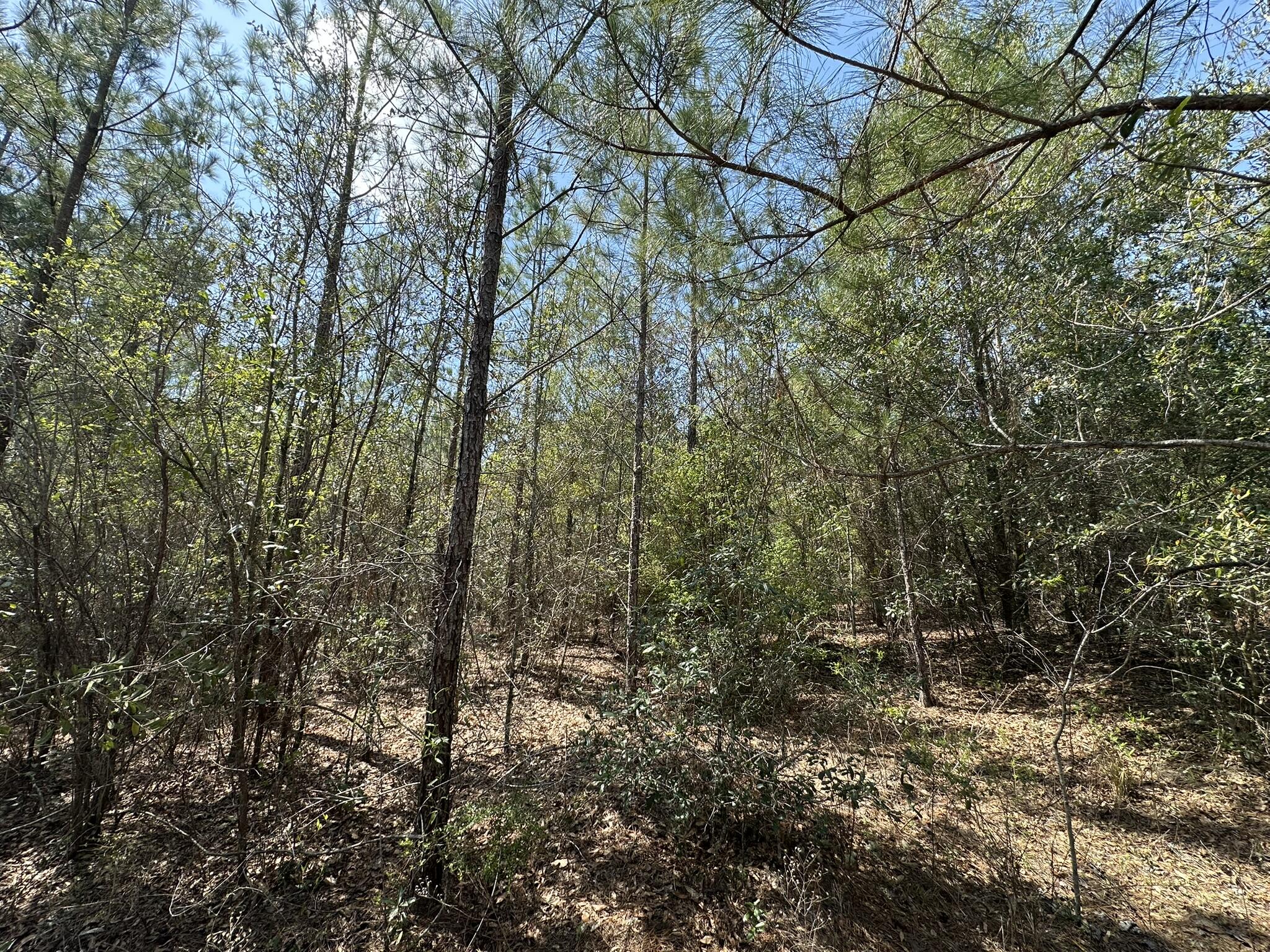 Tract#6421 Northwest Clayton Road Bonifay, FL 32425 - Photo 3 of 4 IMG_7813