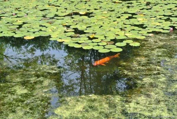 $8,000 | 38 Strawberry Ridge Road, Warren, CT 06777