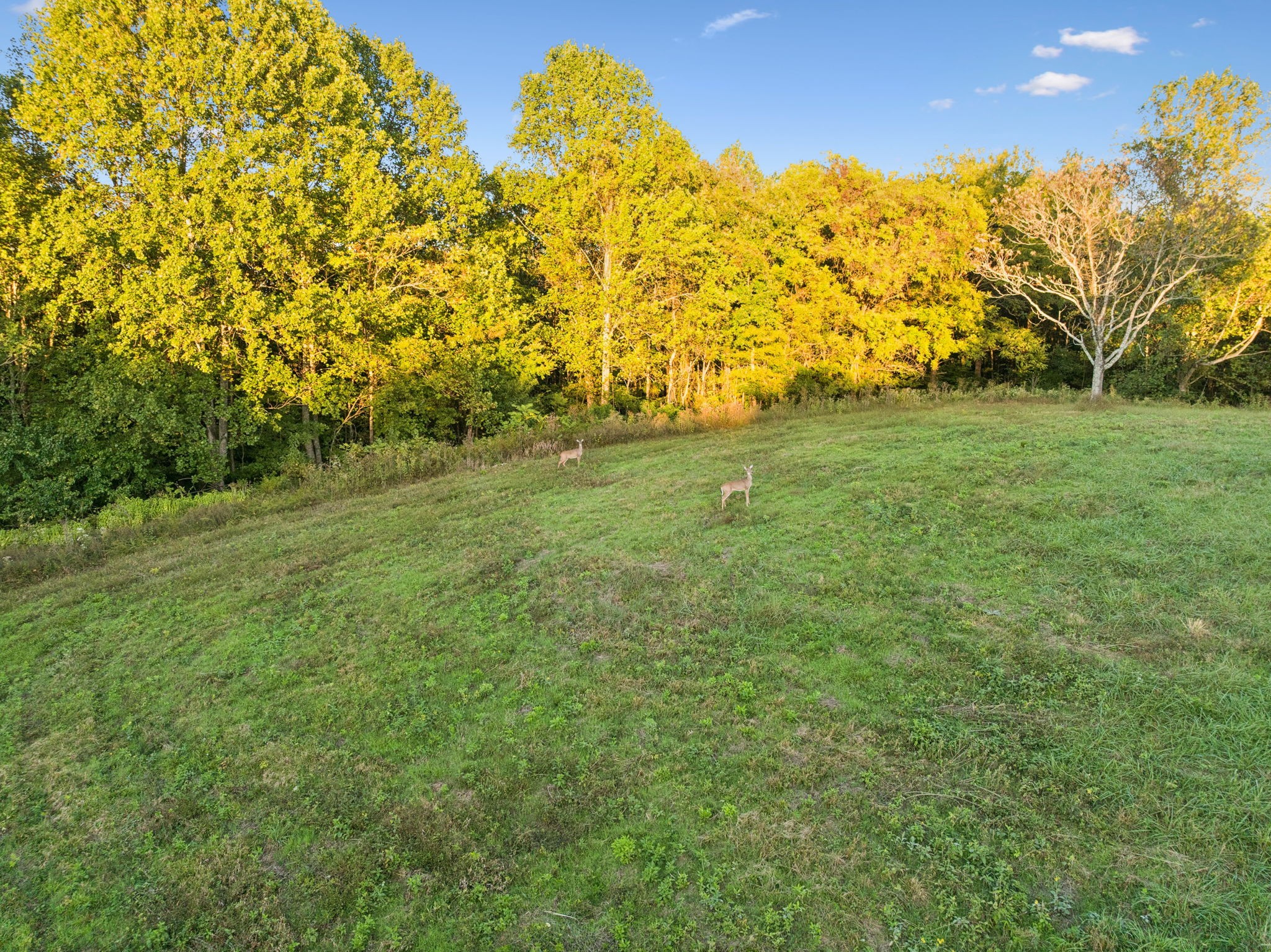 3148 Blazer Road Franklin, TN 37064 - Photo 37 of 67 a view of yard with large trees